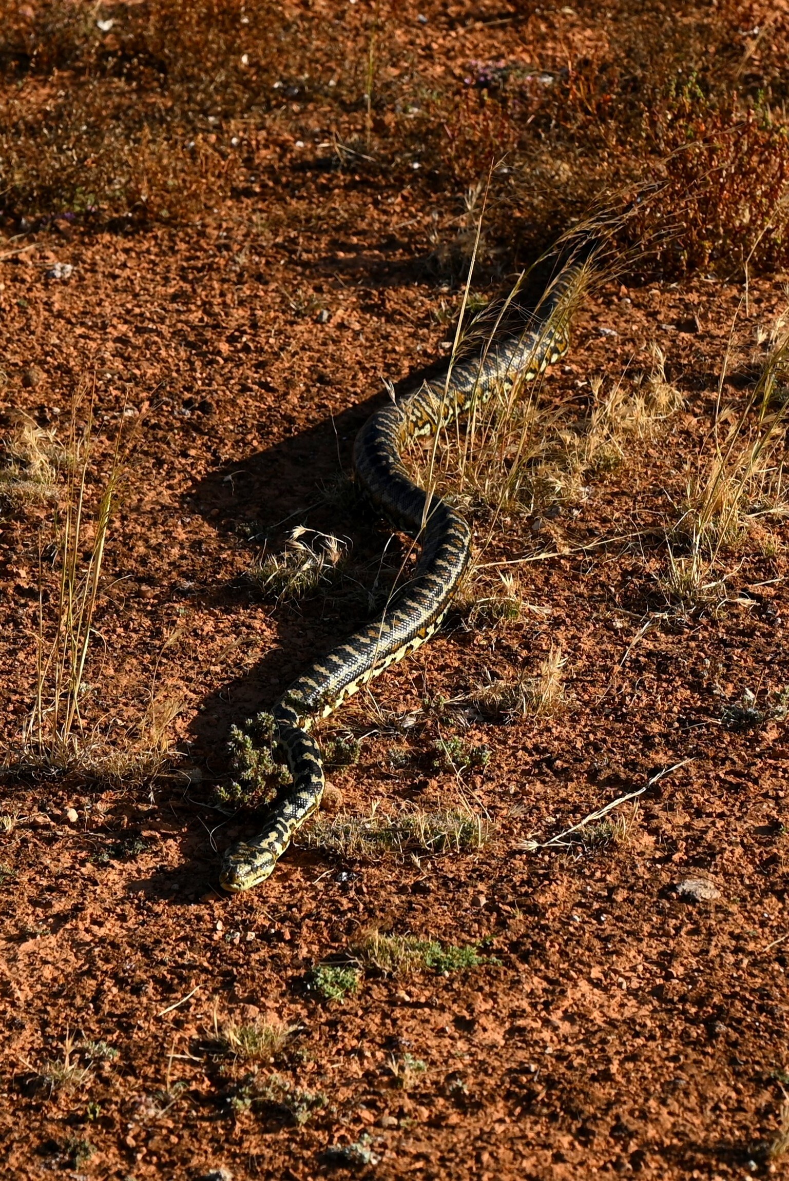 Snake #2 greets us at the cameras, a carpet python (I'd never seen one in the Nullarbor).